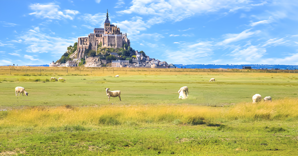 モンサンミッシェルの周辺に広がる牧場で、羊の群れがのんびりと歩いている風景。